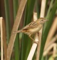 /album/photogallery/zitting-cisticola-jpg/